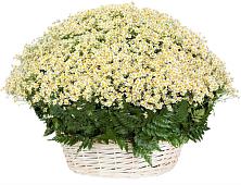 Цветочная композиция из Ромашки в корзине #REPLACE_PRED# Юрлово